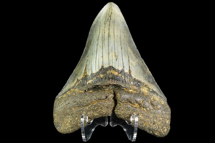 Fossil Megalodon Tooth - North Carolina #109549
